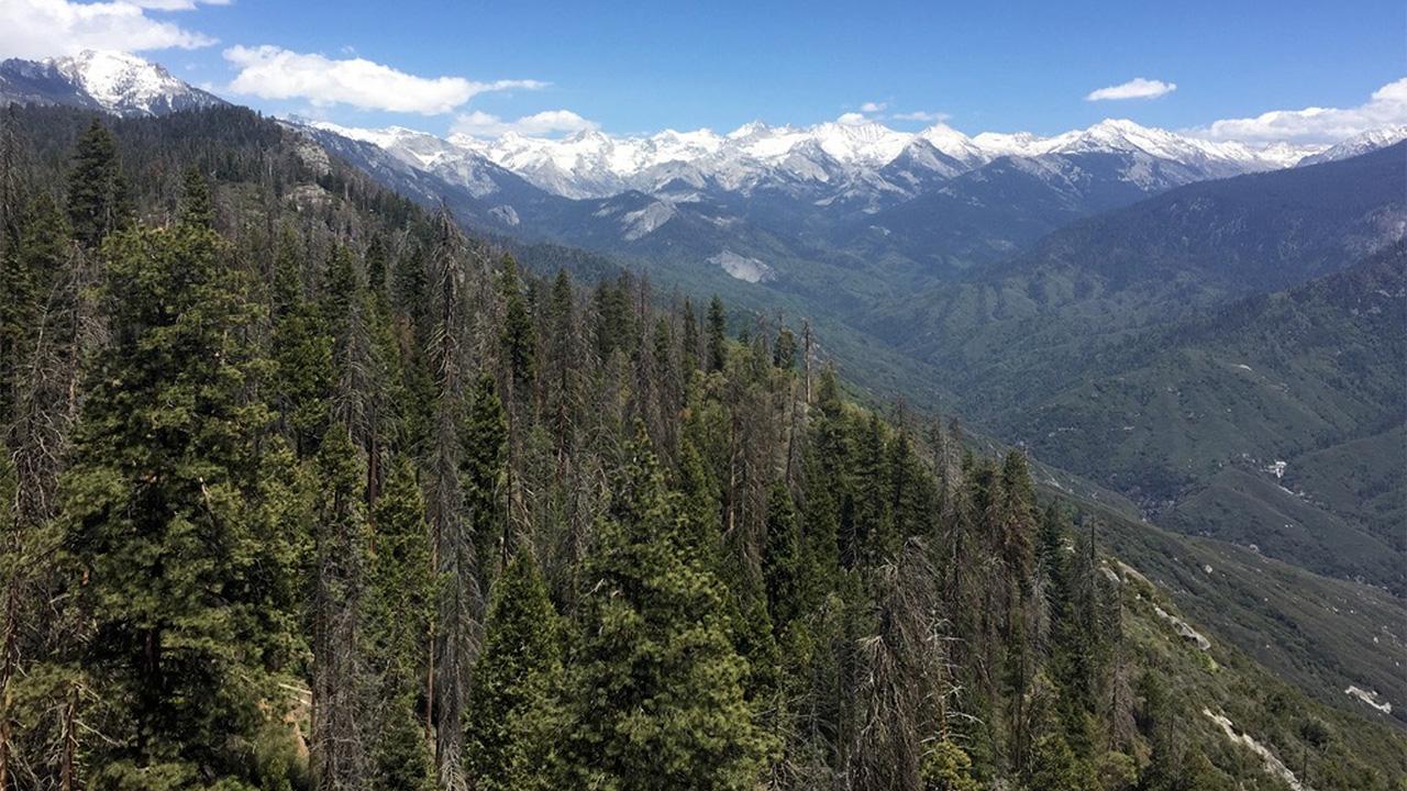 In this section of southern Sierra Nevada forest, about 80 percent of the trees died during the 2012-16 drought. Postdoctoral researcher Jessie Au, of the UC Davis Department of Plant Sciences, and her team developed a new way to measure trees' decline amid drought and, for the first time, predict whether a forest can survive future drought. (Courtesy Jessie Au)