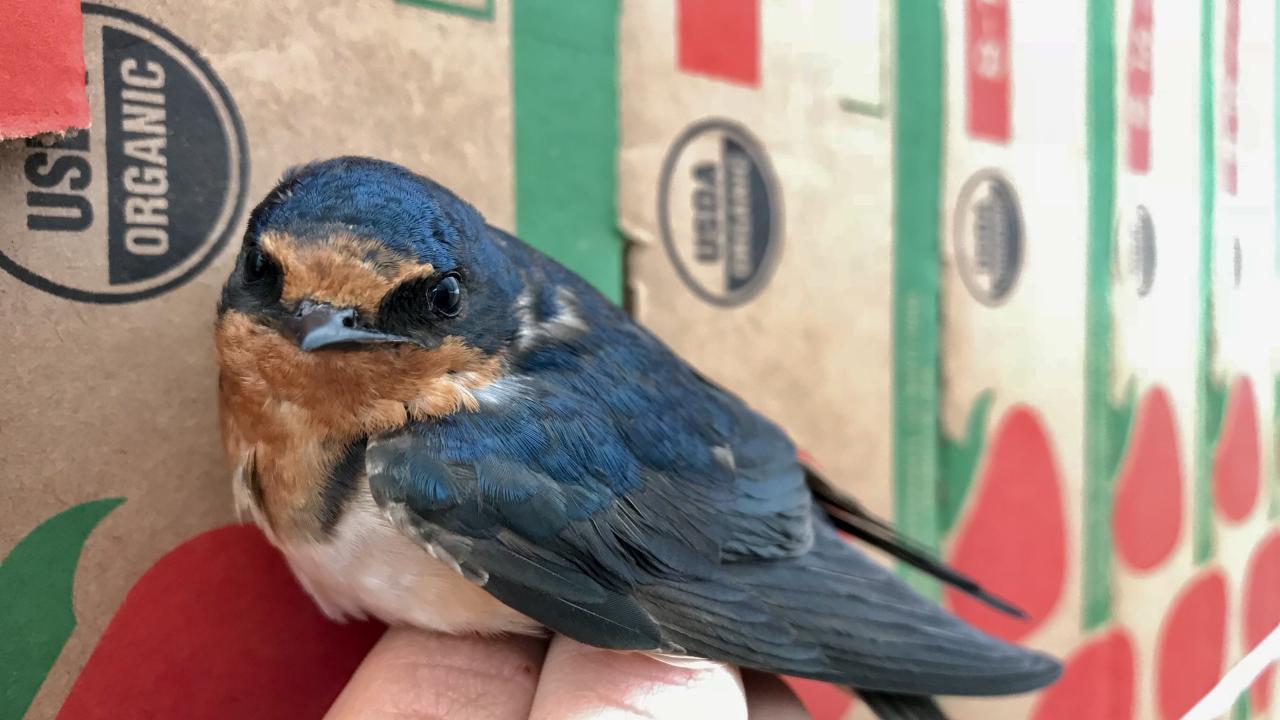 Barn swallows were considered a "gold star" bird for benefiting farms in a study from UC Davis. (Elissa Olimpi/UC Davis)