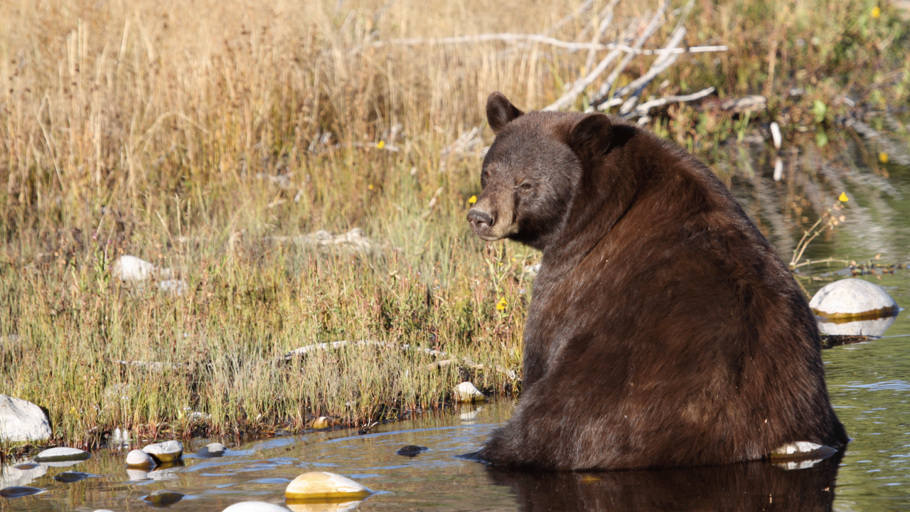 A bear cools off in a stream in Yellowstone National Park. A UC Davis study found that North American mammals in hotter regions increasingly seek out forested areas away from human-dominated landscapes. (Daniel Karp, UC Davis)