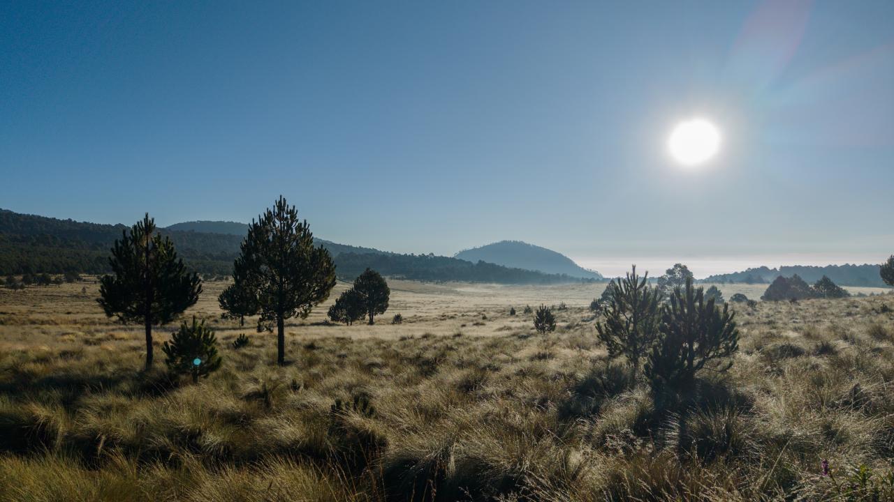 This view of Iztaccíhuatl–Popocatépetl National Park in Mexico represents a biome range shift. (Armando Vega, CC 4.0)