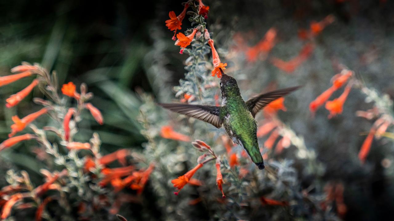 Hummingbird amongst the flowers.