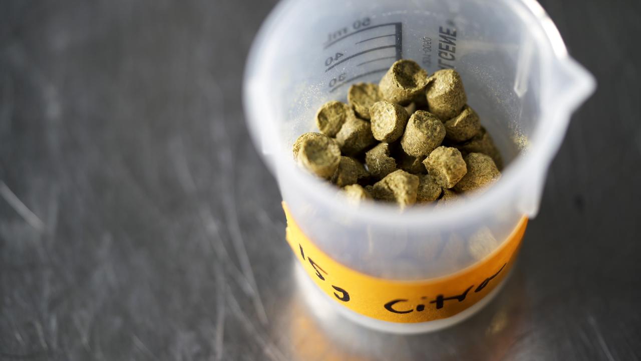 Citra hop pellets, which are commonly used to make IPA and American Pale Ale beer styles.