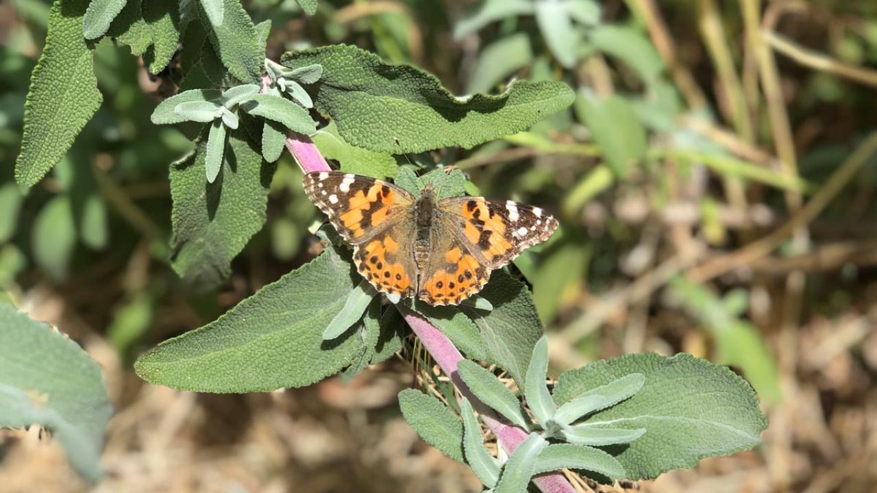 Painted lady butterfly at Lake Solano County Park