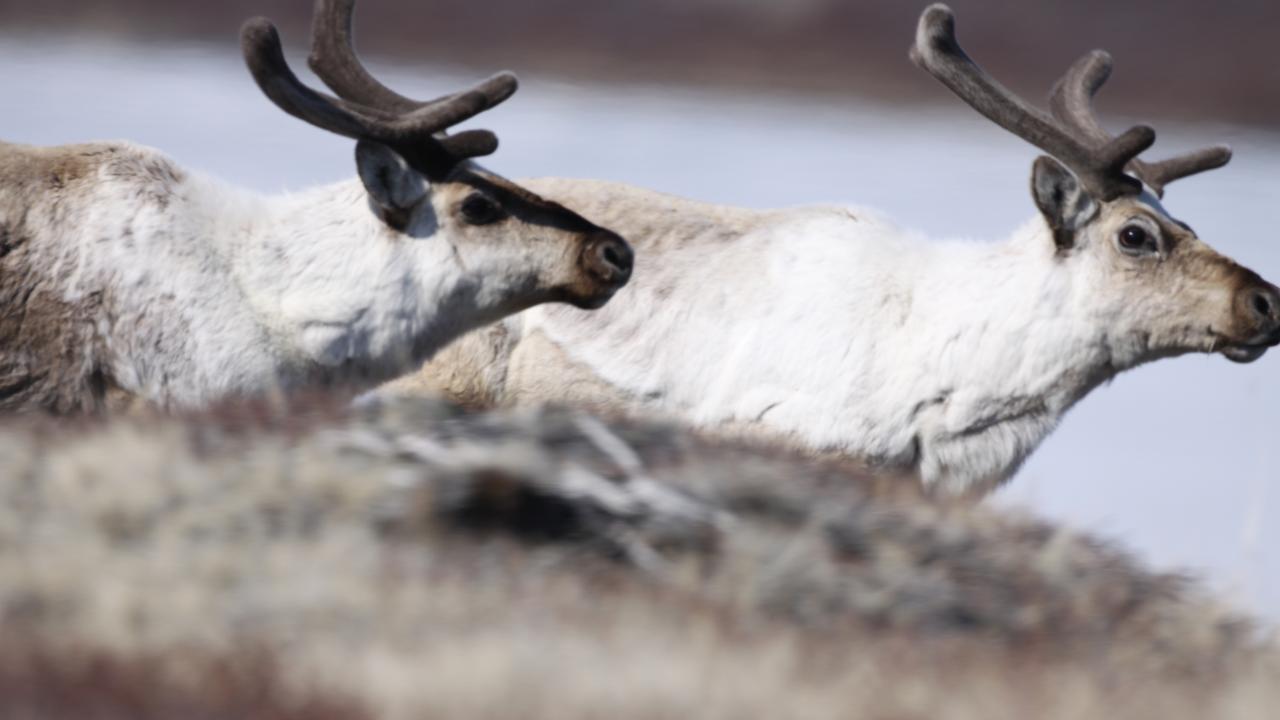 Caribou and Muskoxen Buffer Climate Impacts for Rare Plants | College of  Agricultural and Environmental Sciences