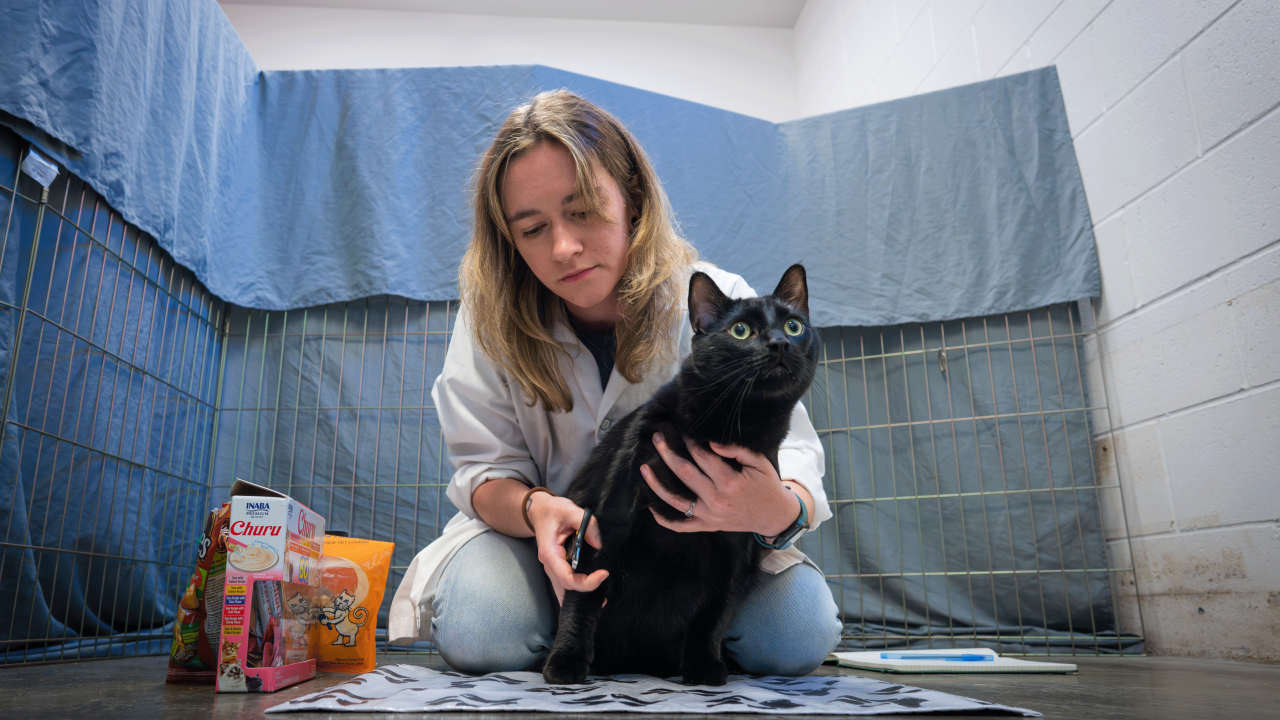 Animal Science Ph.D. student Jen Link at the Sacramento SPCA working with a cat on socialization and nail trimming. (Jael Mackendorf / UC Davis)