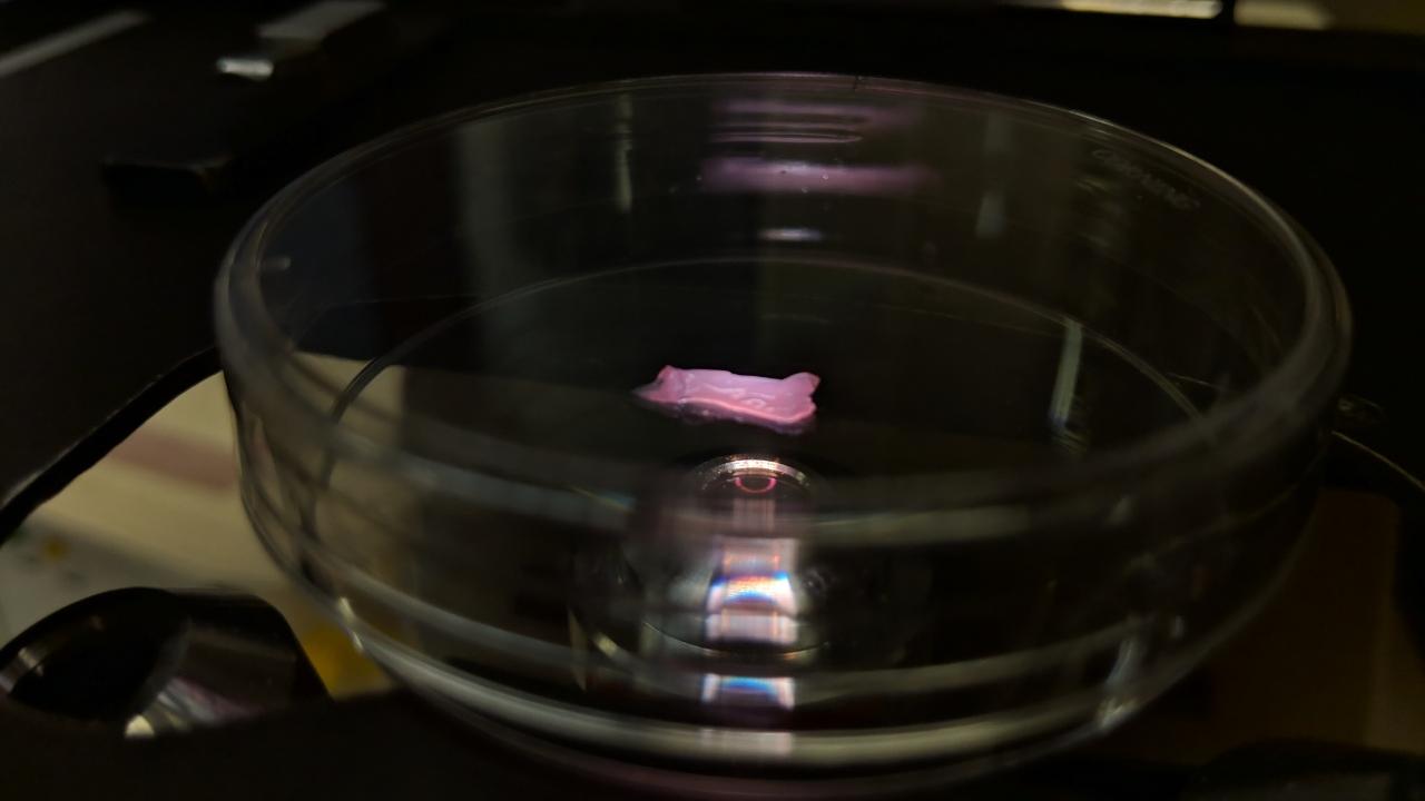 A Petri dish with cell grown meat. Photo credit: David Kaplan, Tufts University