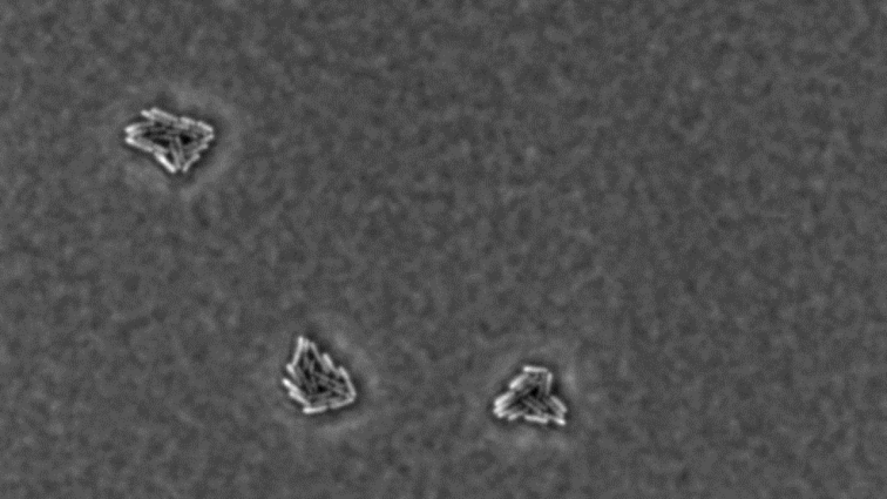 Microscopic image of E. coli used in the study