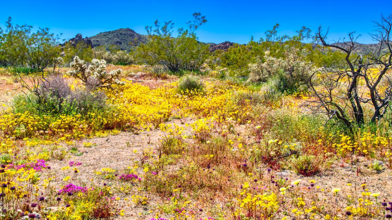 Spring wildflowers bloom across the desert floor in California. (Getty) 