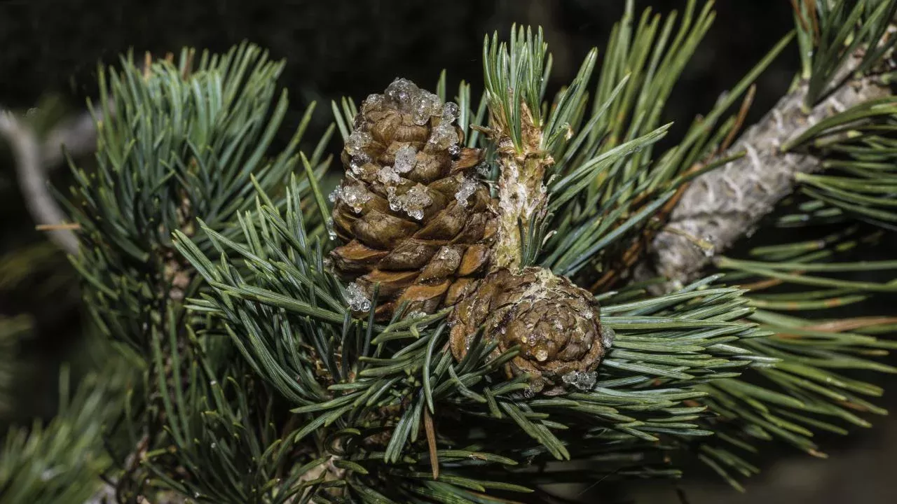 Whitebark pine is a threatened tree species that provides ecological and cultural value across its range in the U.S. West and Canada. Scientists have sequenced its genome, presenting new opportunities for its conservation. (Gerald Corsi/Getty Images)