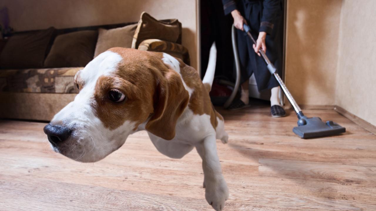 UC Davis study finds even common household items like a vacuum cleaner can cause stress and anxiety for dogs. (Getty)