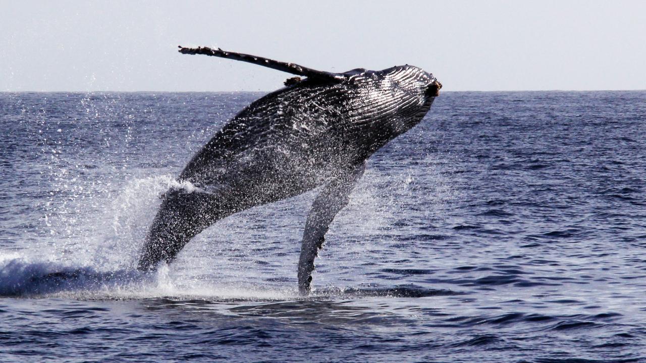 A humpback whale breaches off the coast of San Diego. (Getty)