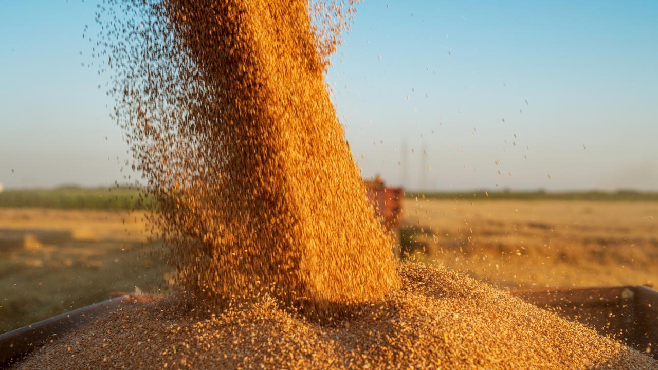 A new University of California, Davis, study sheds light on how trade, and centrality in the global wheat trade network, affects food security.