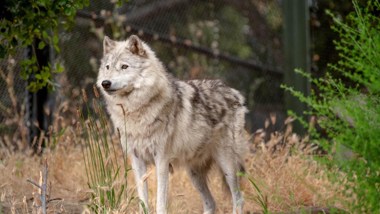 A gray wolf at the Oakland Zoo. Photo by Gregory Urquiaga / UC Davis