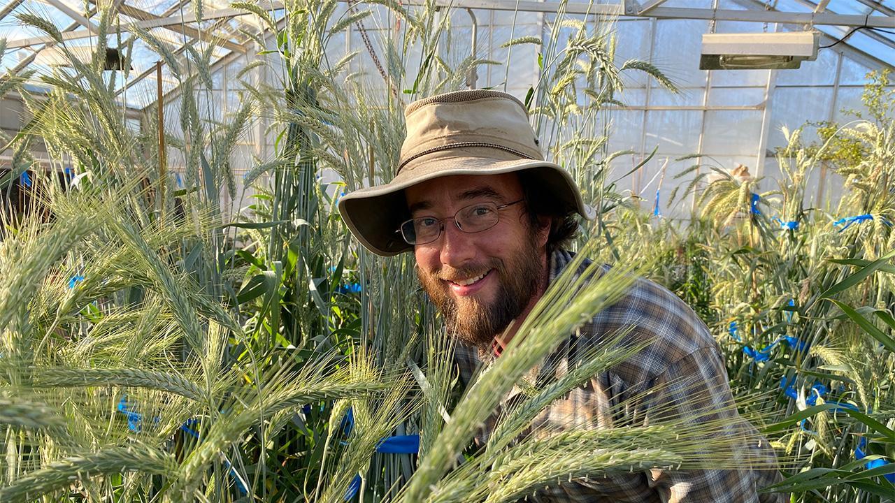 Joshua Hegarty, a postdoctoral researcher in the UC Davis Department of Plant Sciences, is leading a nationwide team of scientists to develop varieties of triticale that would be good for use in bread-baking. These are some of the candidate varieties he is growing now in a campus greenhouse. (Trina Kleist/UC Davis)