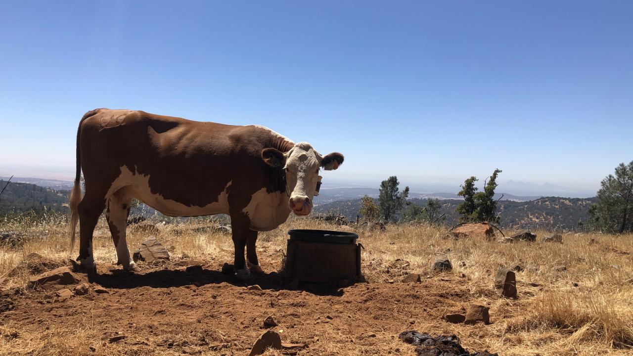 A cow at the Sierra Foothill Research and Extension Center in Browns Valley being tracked as part of research on cattle grazing personalities. (Maggie Creamer / UC Davis)