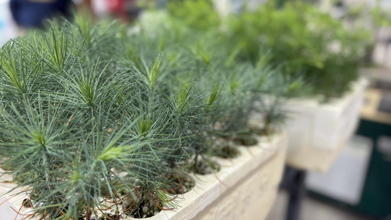 Seedlings in a propagation room at CAL FIRE 
