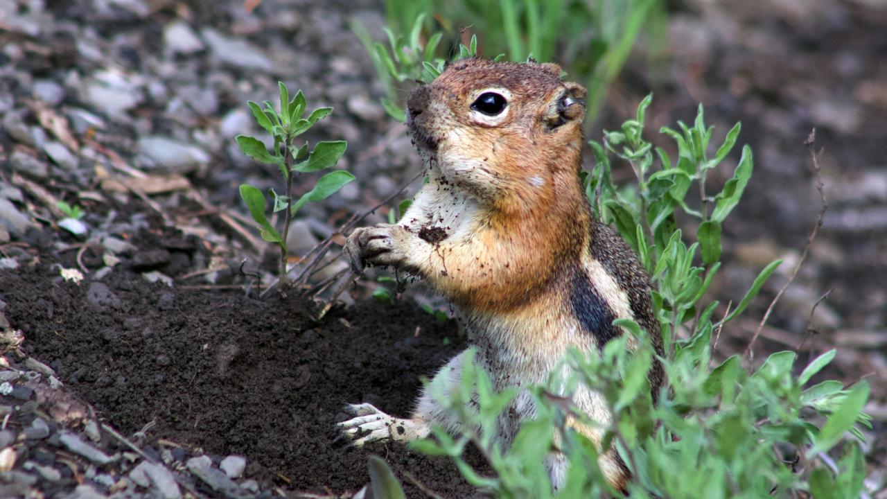 Golden-mantled ground squirrels do indeed have personality, a UC Davis study confirms. (Jaclyn Aliperti, UC Davis)