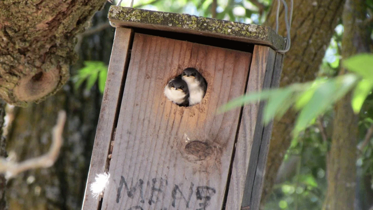 Tree swallow fledglings peek out of a nest box.