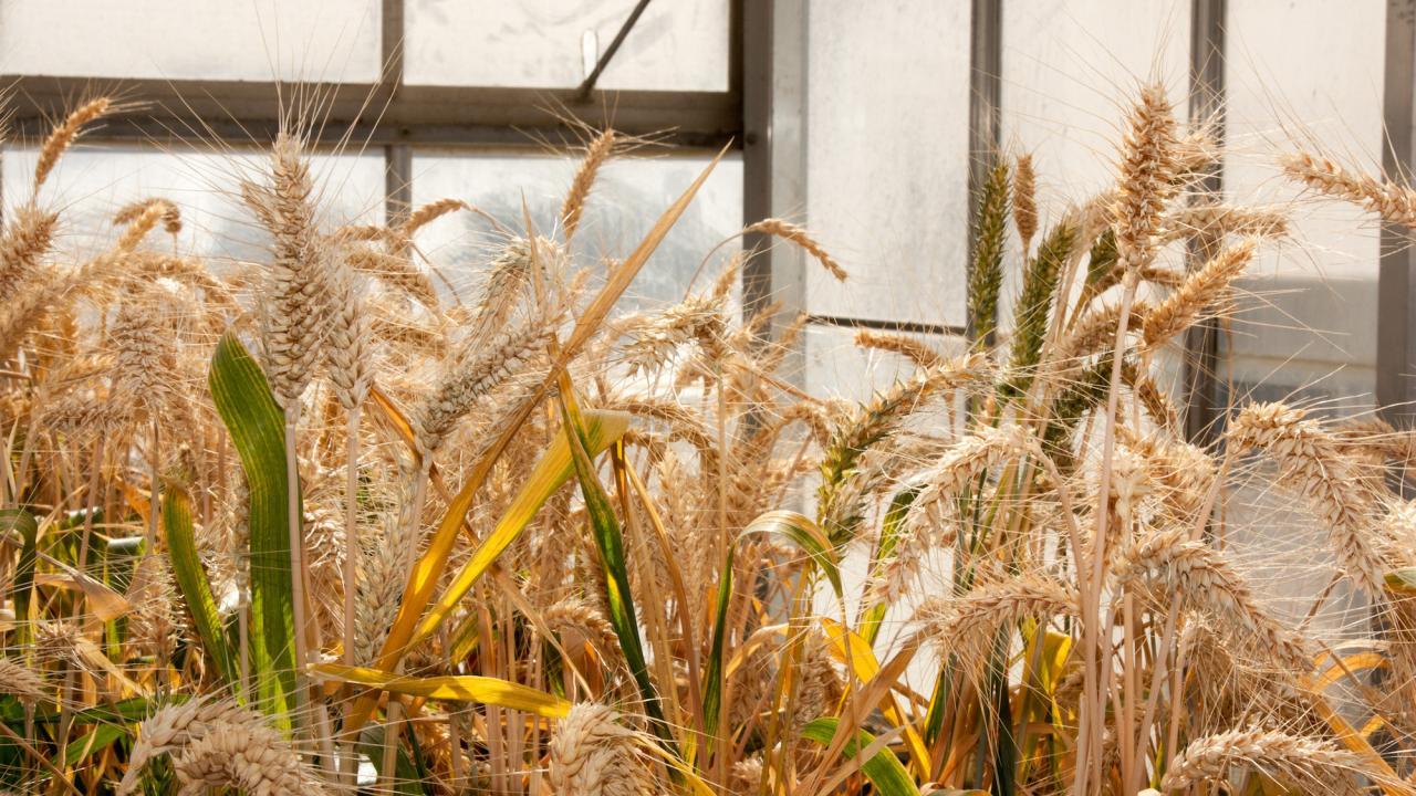 Wheat growing in a greenhouse at UC Davis. (UC Davis)