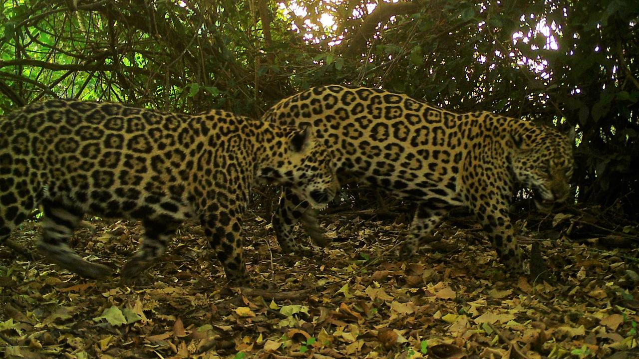 Two jaguars, caught with a camera trap survey, walk through the Brazilian Amazon rainforest. (Daniel Rocha/UC Davis)