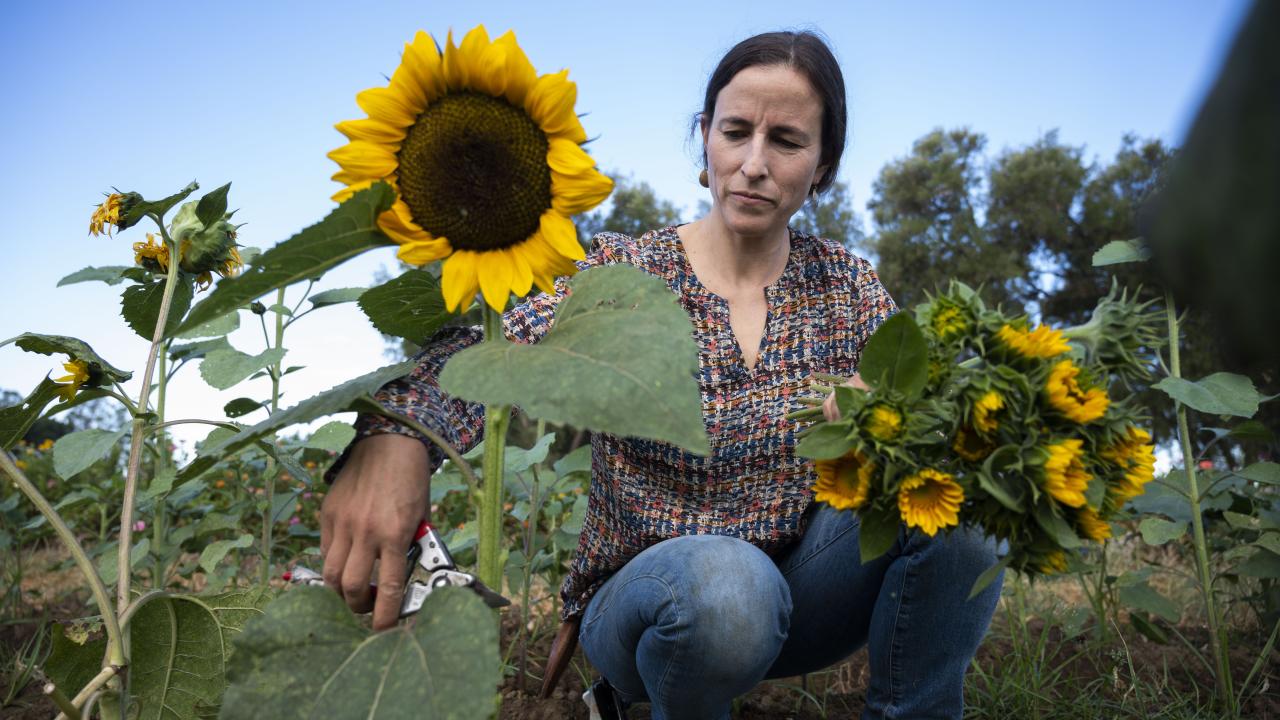 Julia Schreiber, lead gardener at the UC Davis Student Farm, inspects sunflowers.