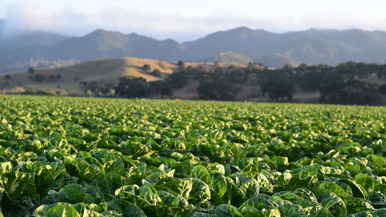 Lettuce grows at an organic farm outside Salinas, California. (Olivia Smith)
