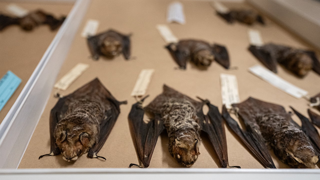 Bat specimens at the Museum of Wildlife and Fish Biology. Photo by: Jael Mackendorf, UC Davis.