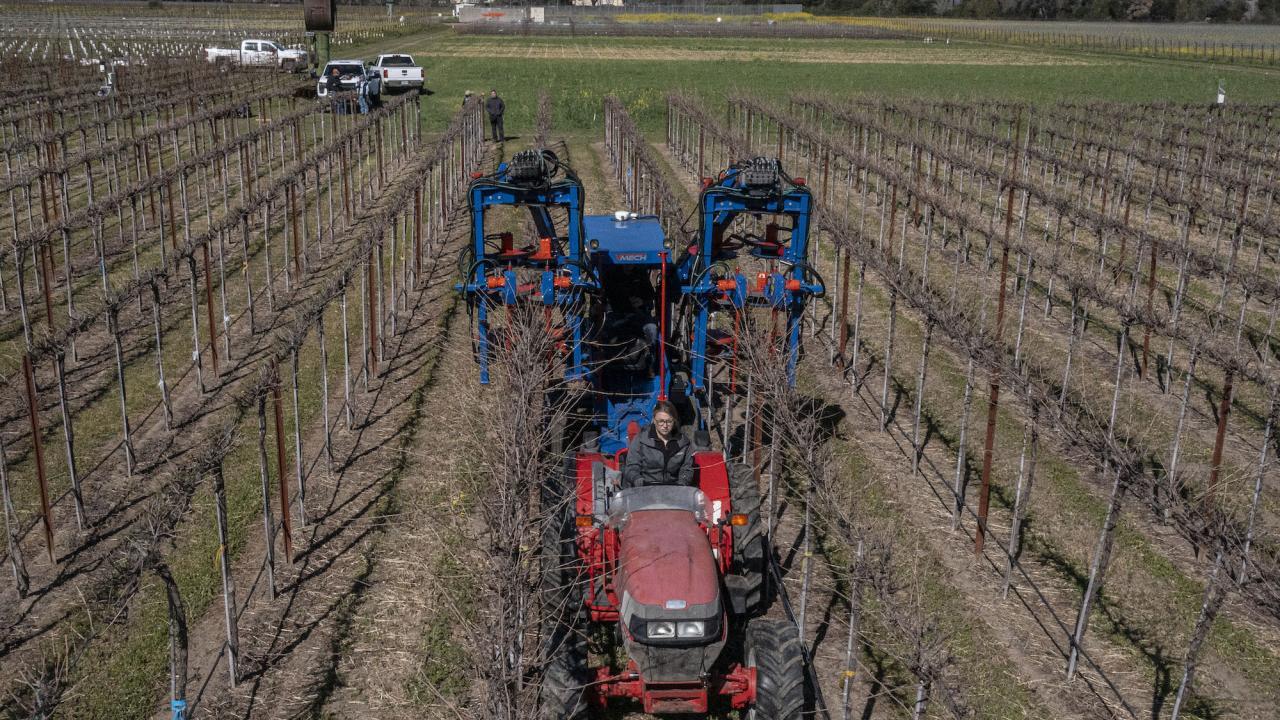 Using mechanical pruning like above can save between 60% to 80% of labor operation costs per acre compared to manual pruning alone. (Hector Amezcua/UC Davis)