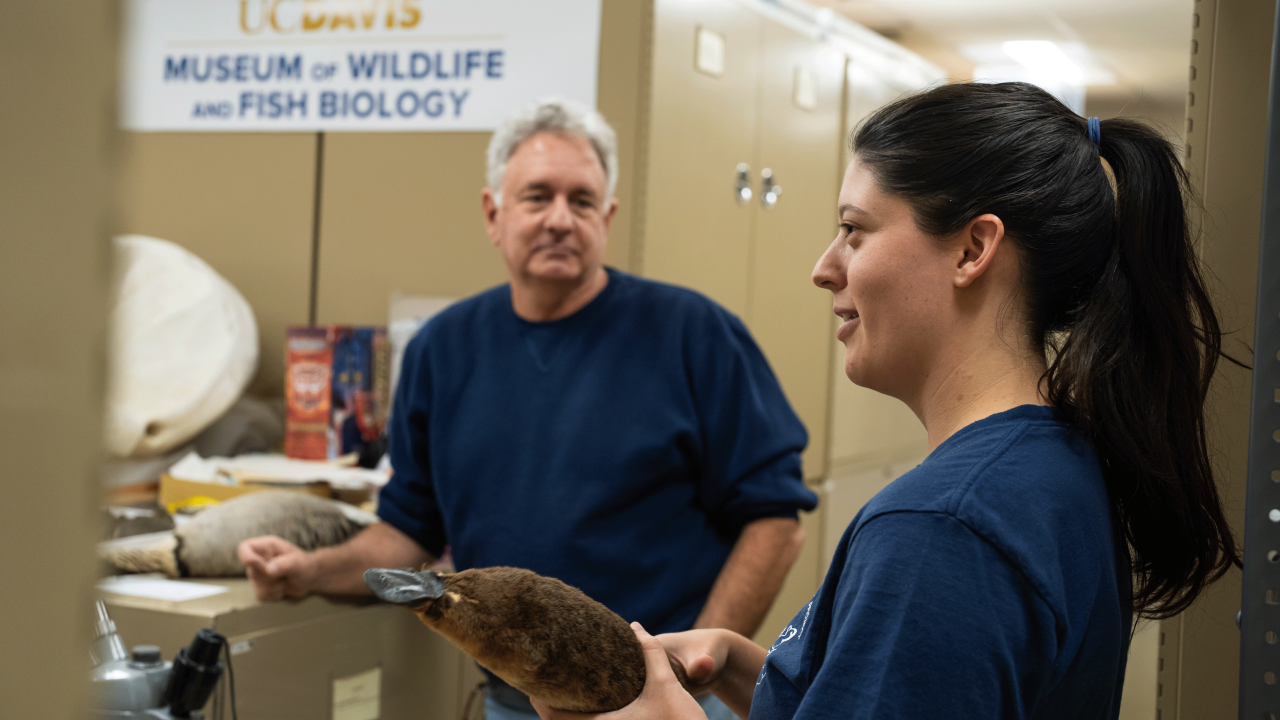 Danielle Fradet, junior specialist for MWFB, with a male platypus specimen.