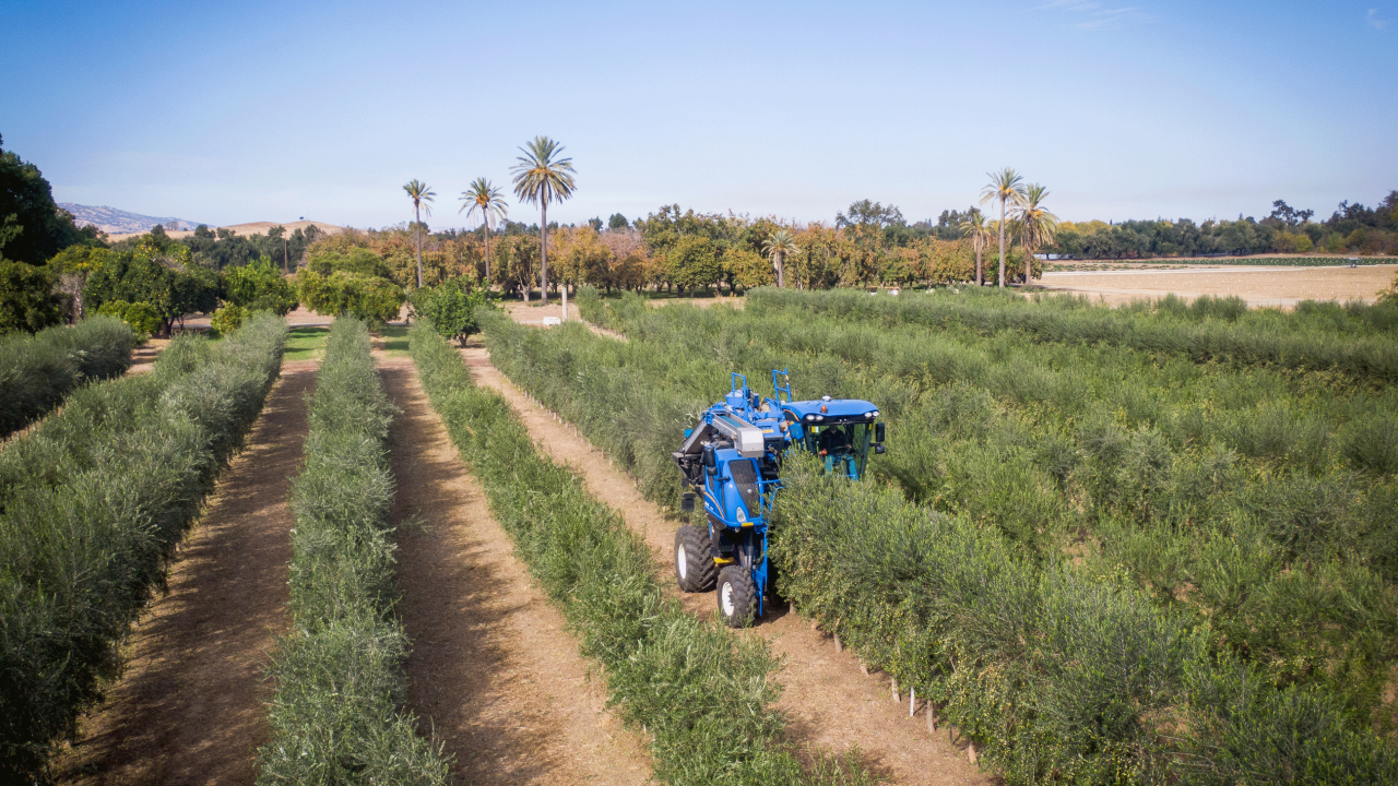 Harvesting olives at the Wolfskill Experimental Orchards, photo by: John Boyer