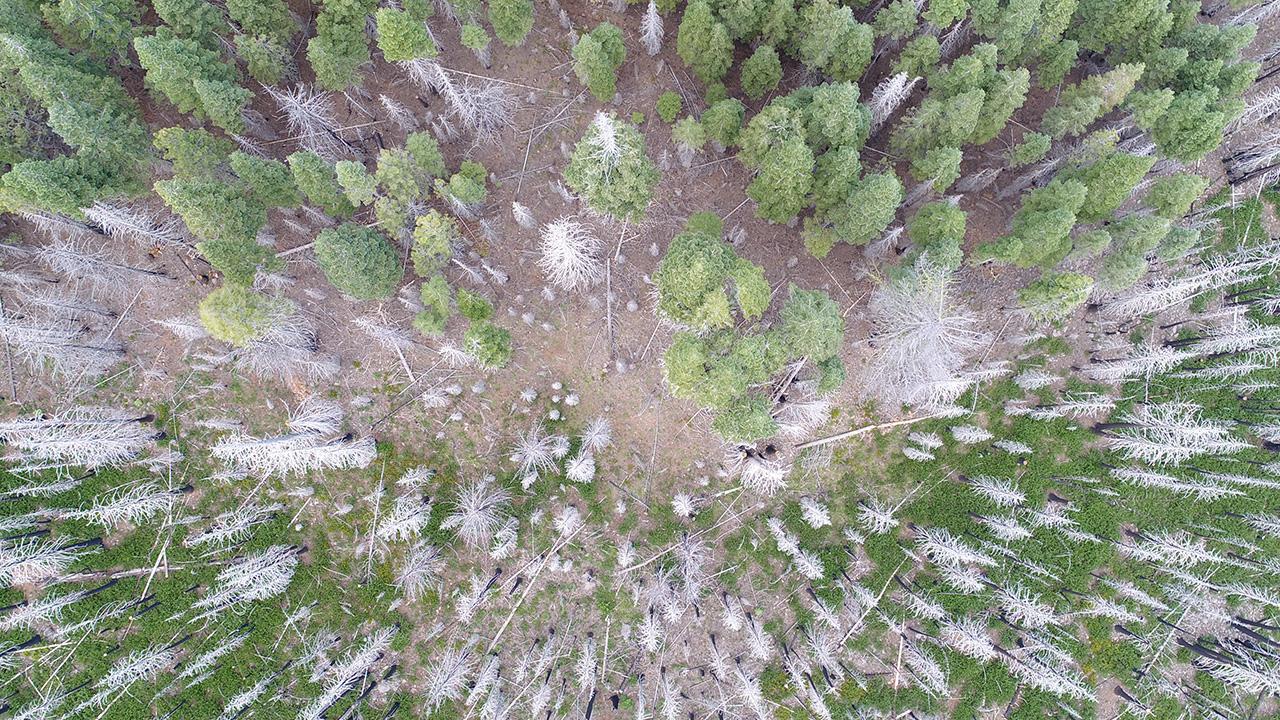 A pioneering forest management tool being created by a team led by UC Davis ecologist Derek Young will help solve urgent problems such as thinning overly dense forests and tracking tree death among wildfire survivors. Young captured this image in 2019 of the burn scar left by the 2014 Eiler Fire in the Lassen National Forest, in northeastern California. (Drone image by Derek Young/UC Davis Dept. of Plant Sciences)