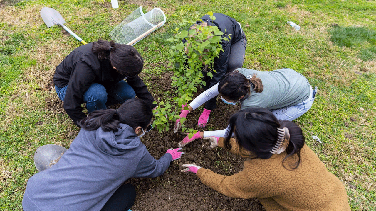 UC Davis students, employees, planners, researchers, landscapers and community volunteers are helping to plant new trees throughout campus. (Matthew Chan/UC Davis)