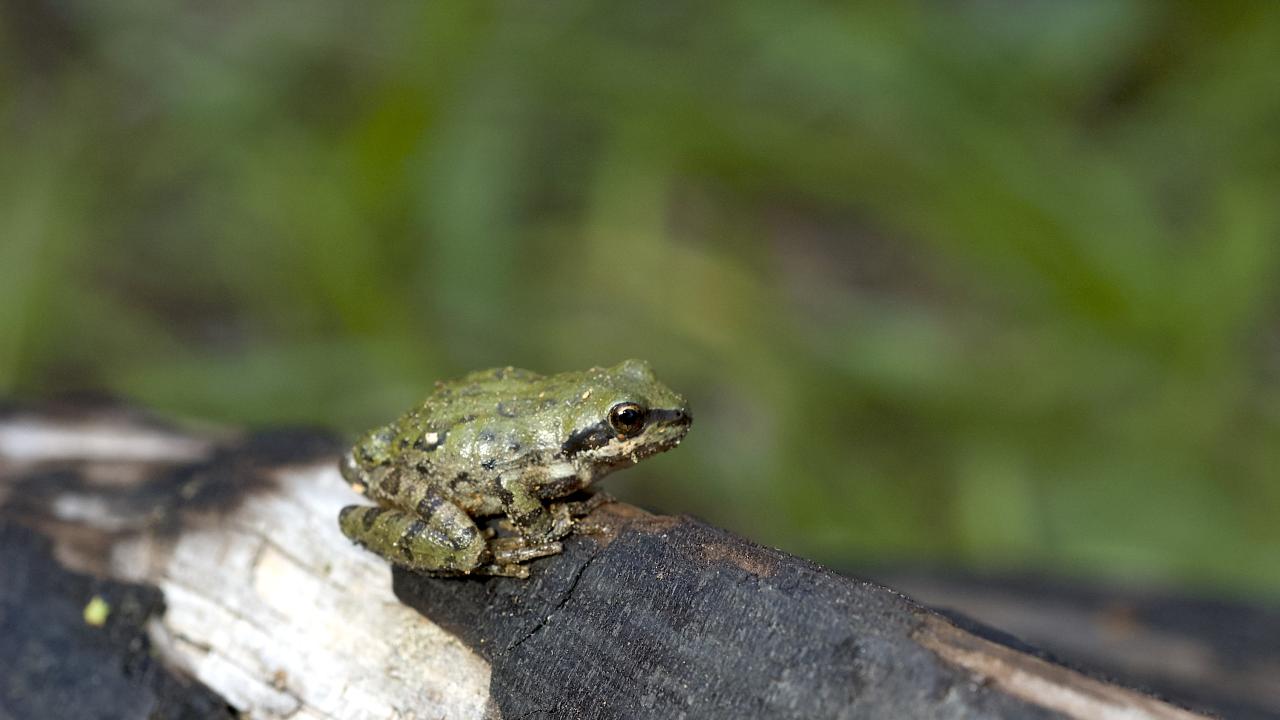 A small green frog surrounded by blurred greenery.