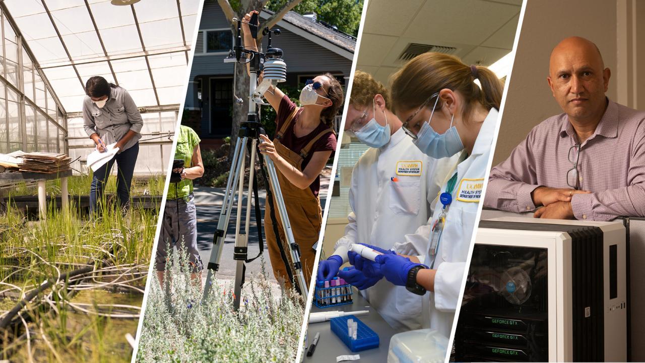UC Davis research topics include, from left, weeds in rice fields, heat and changing urban landscapes, COVID-19-posirive blood samples and GPU clusters. See more information in box below.