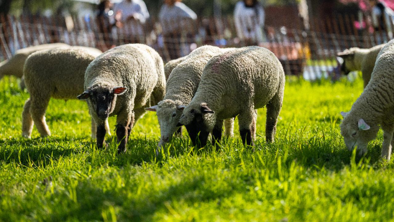 Sheep on a lawn