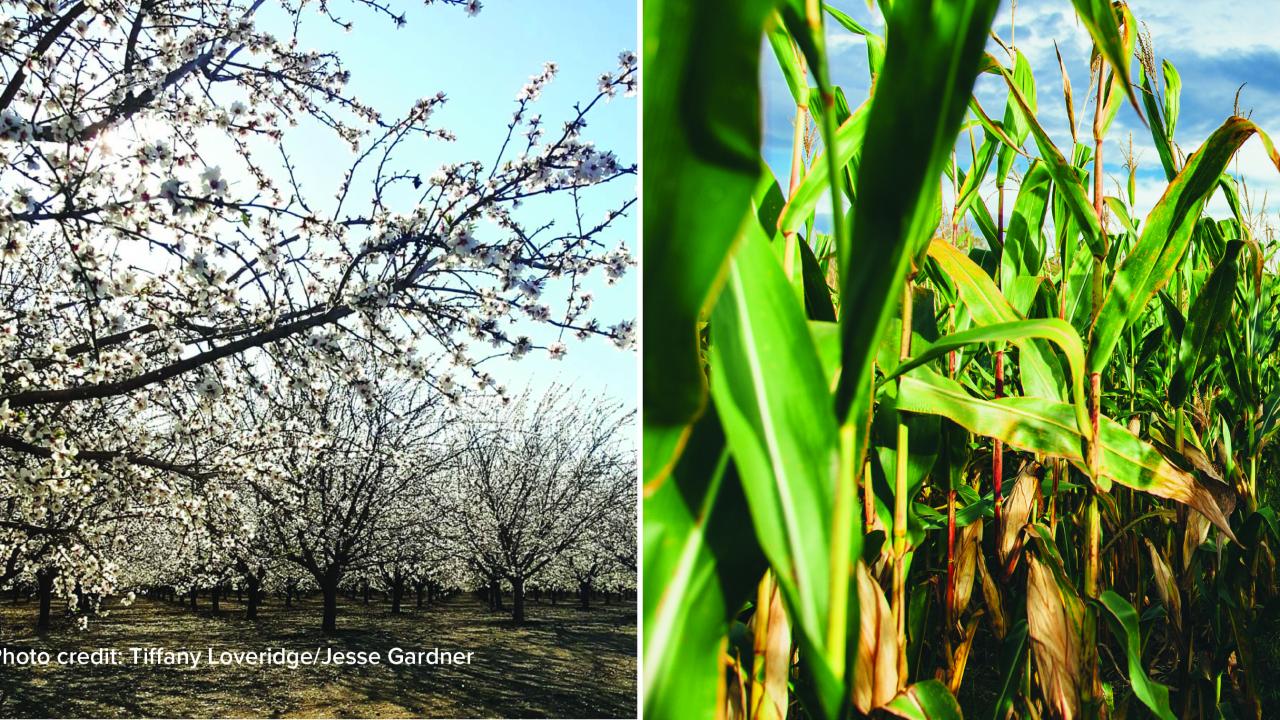 A photo on the left of almond blossoms and corn stalks on the right. Photo credit: Tina Loveridge/Jesse Gardner