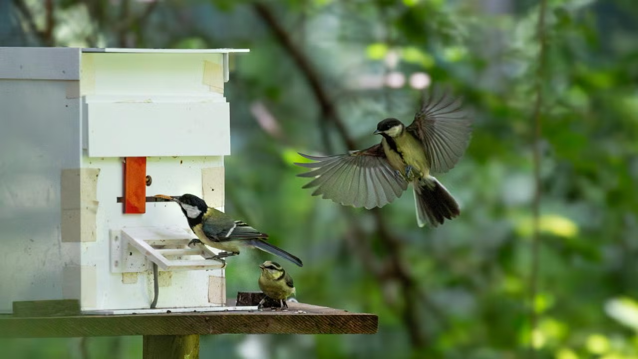 A juvenile great tit solves a foraging puzzle by pushing a sliding door to the left while being observed by two other young birds. (Sonja Wild, UC Davis)