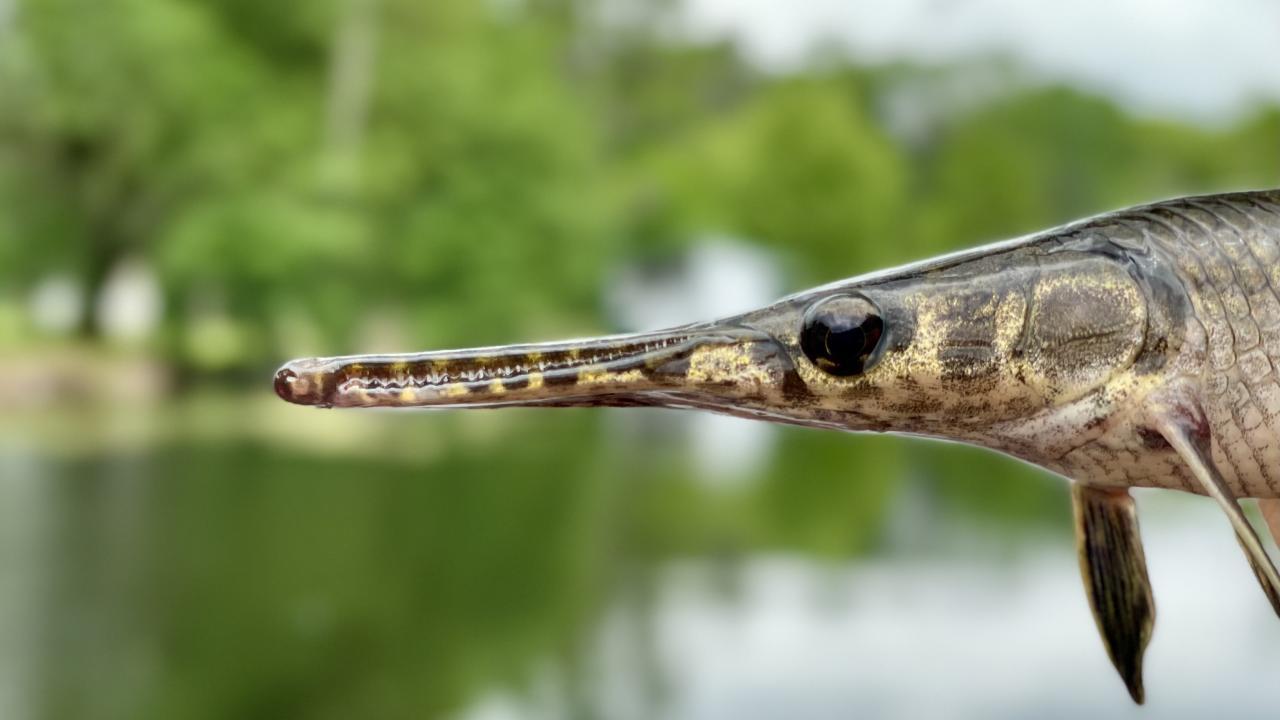 This spotted gar in the Louisiana Bayou is an ancient and native fish species. (Solomon David/Nicholls State University)