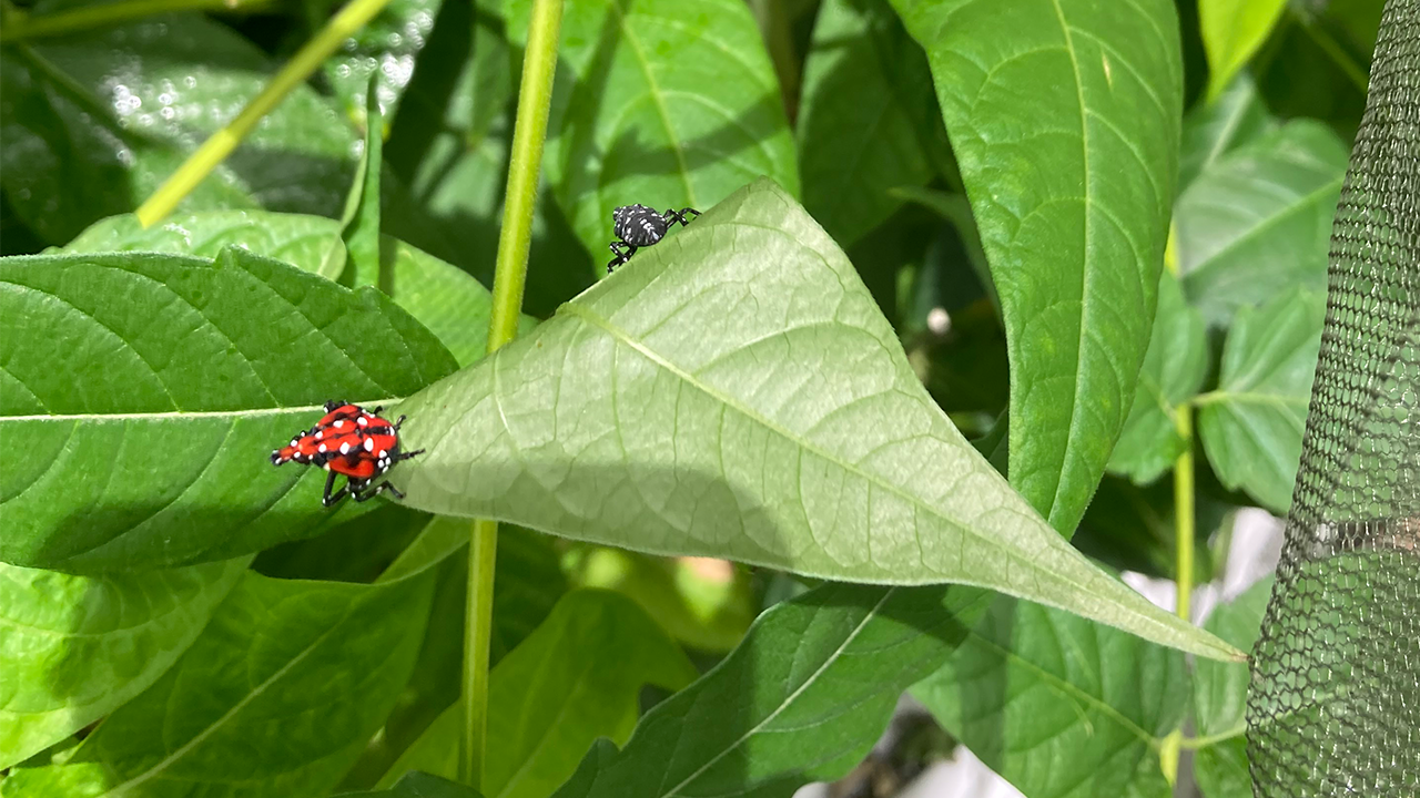 Spotted lanternfly research at the Contained Research Facility on campus. (Walse Lab / UC Davis)