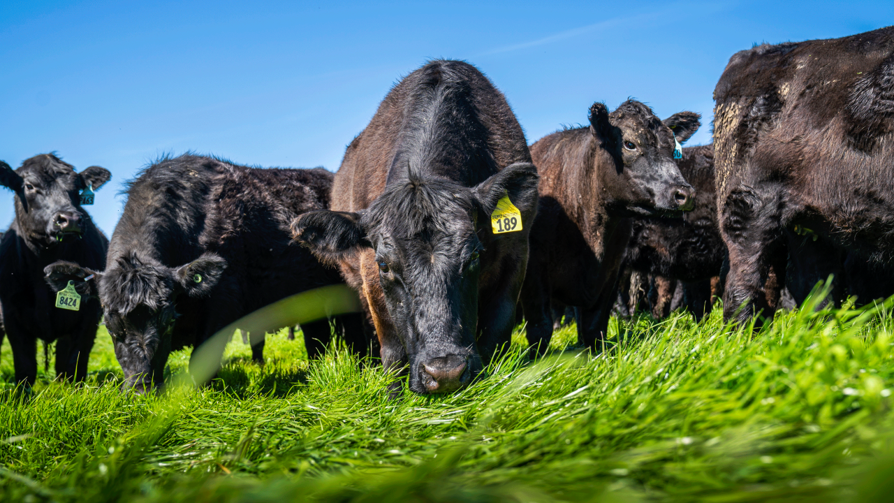 A herd of cattle graze on grass in an open field.