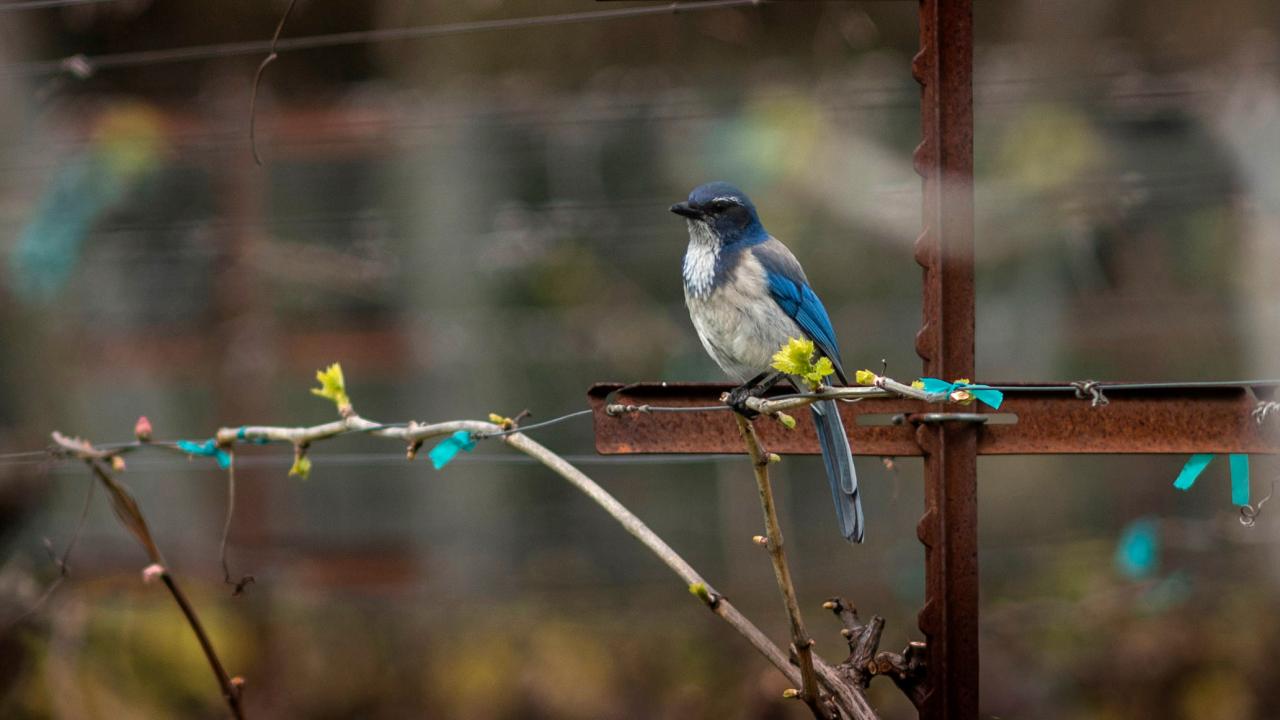 Wild birds at the Student Farm in UC Davis on Monday, March 22, 2021.