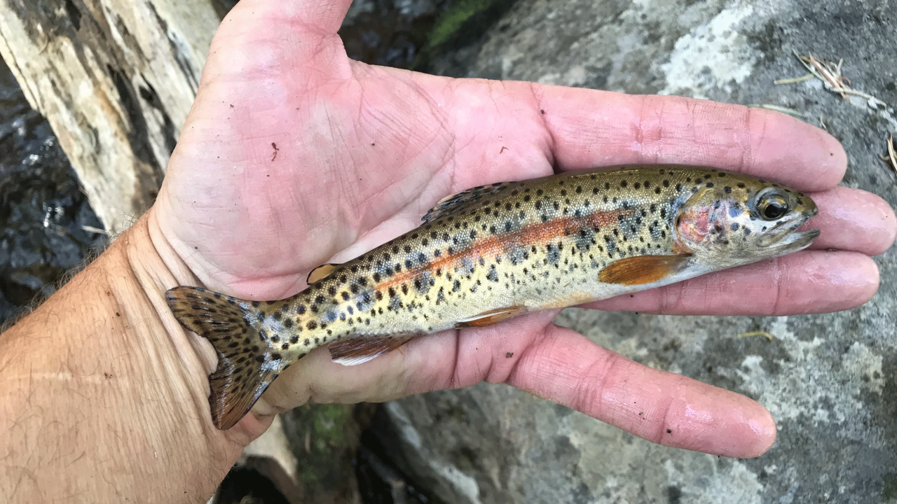 The McCloud River Redband Trout is known as “cali sulat” in the Winnemem Wintu language, with “cali” meaning good or beautiful and “sulat” the term for trout. (Steve MacMillan)