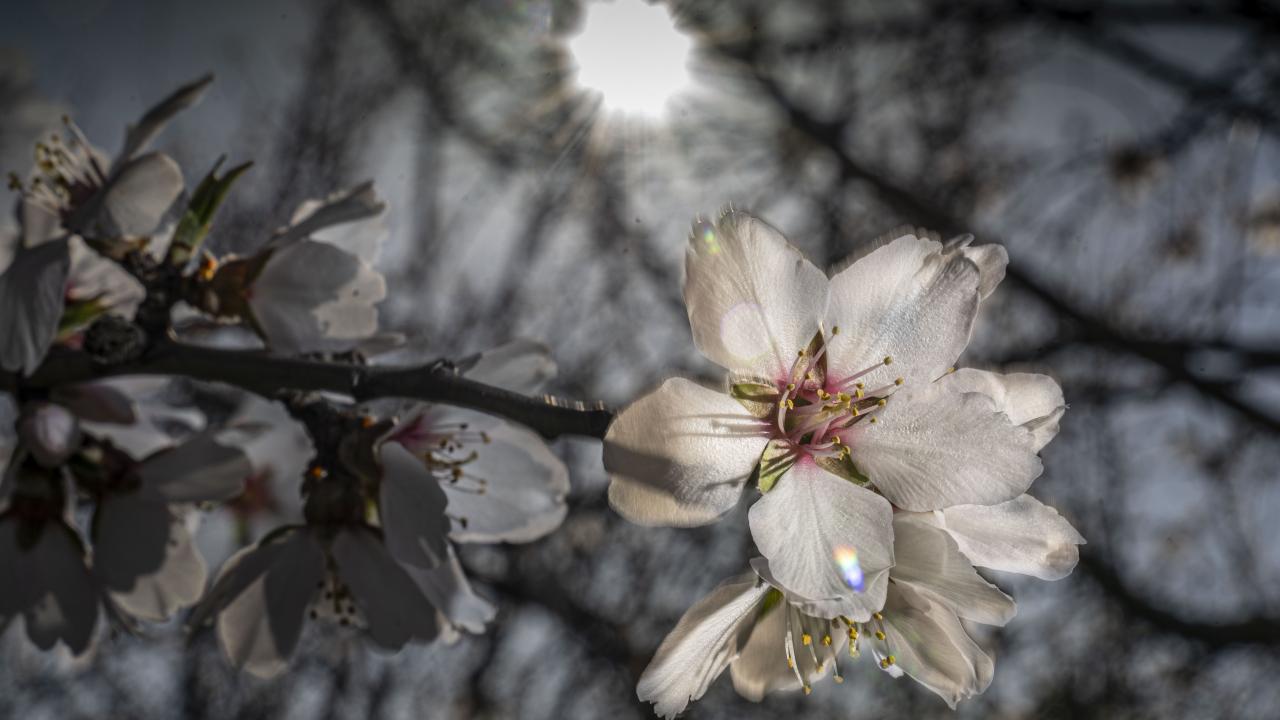 Almond blossoms on a tree branch.