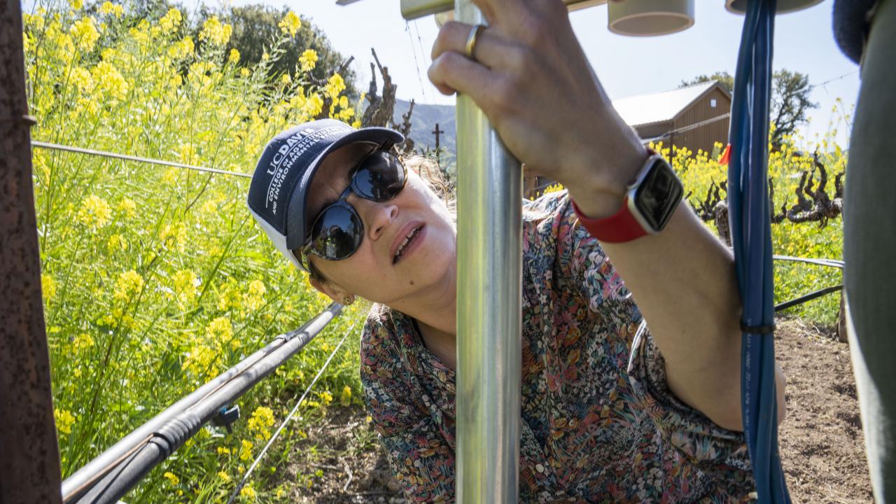Beth Forrestel, an assistant professor in the Department of Viticulture and Enology, installs a digital monitor at a vineyard that belongs to Winiarski