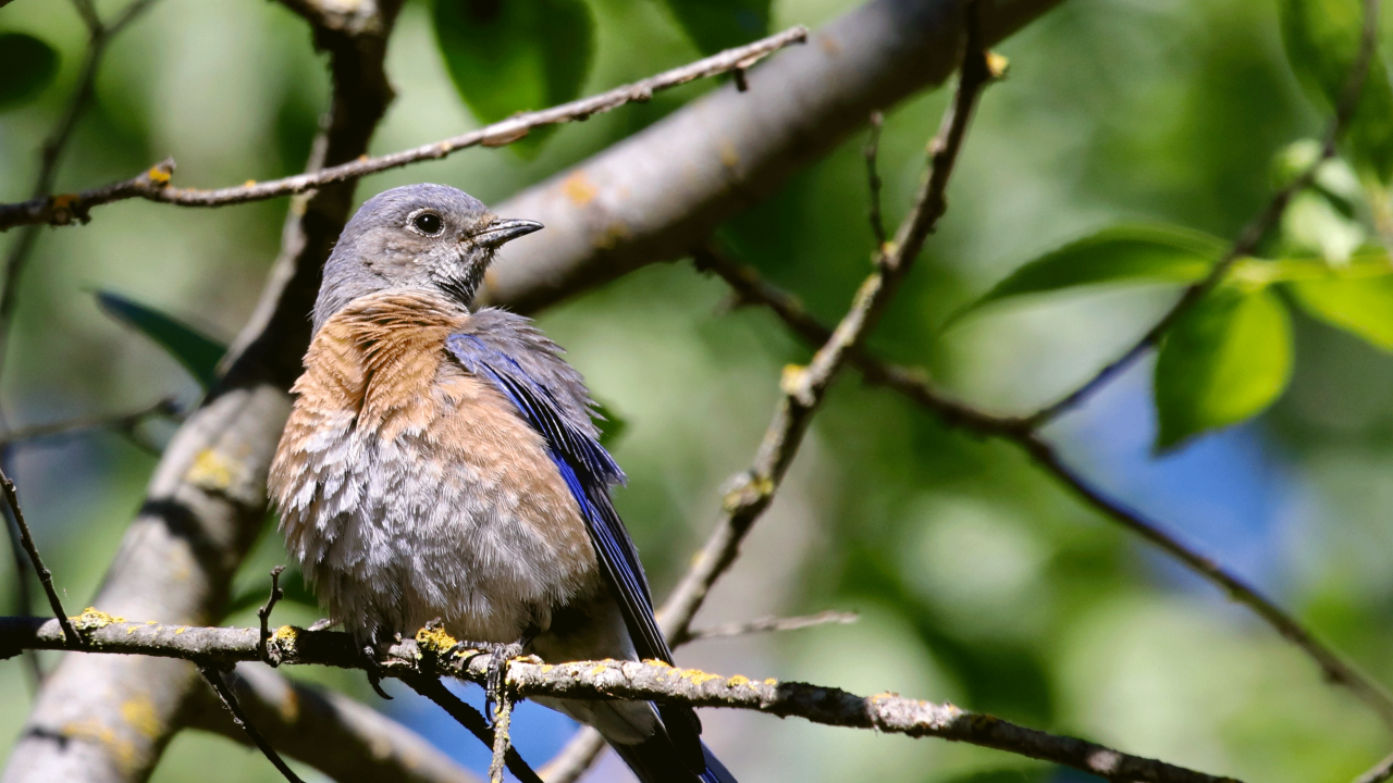 Western bluebird on tree branch, photo by: Daniel Karp, UC Davis