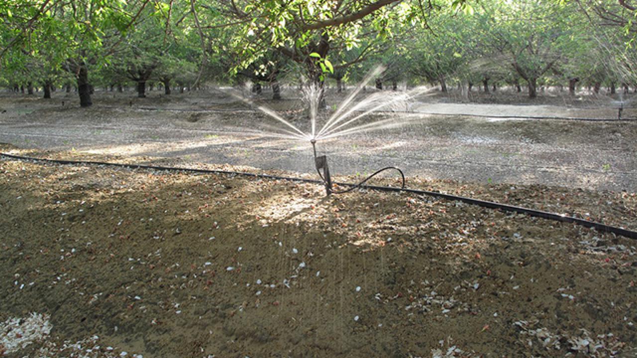 Irrigation system at an almond orchard, photo by: Sat Darshan S. Khalsa