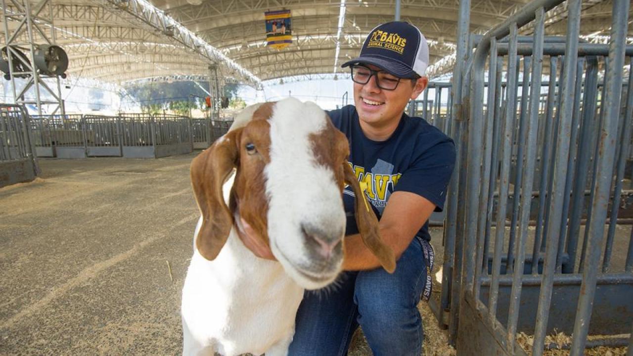 A UC Davis student with a goat.