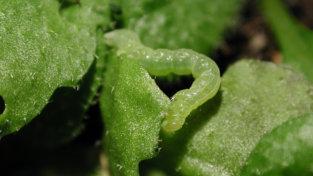 A cabbage looper munches the leaves of an Arabidopsis plant. To deter such predators, plants have evolved specialized metabolites as a defense mechanism, but the complexity of the factors driving the development of these metabolites has historically not been well understood – until now.