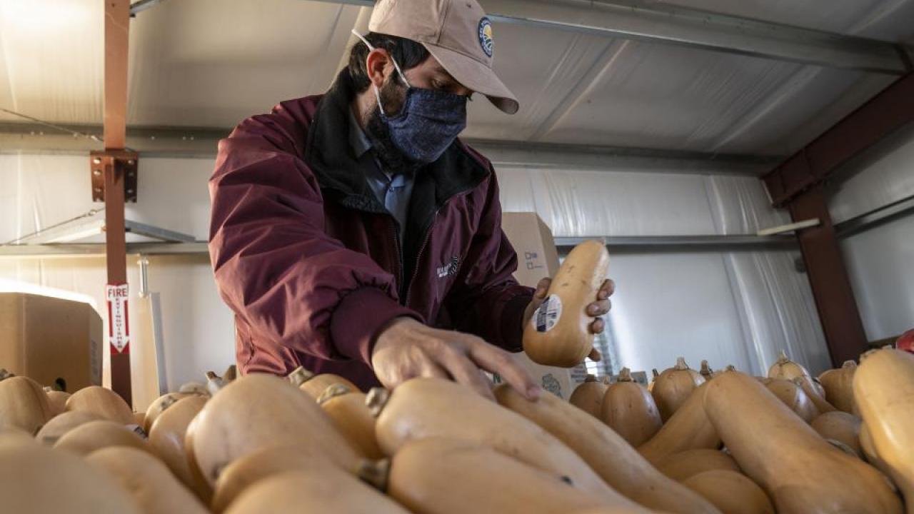 The COVID-19 Statewide Agriculture and Farmworker Education Program is designed to help California's 800,000 farmworkers stay safe during the pandemic. (Hector Amezcua/UC Davis)