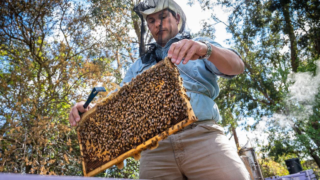 Staff Research Associate Bernardo Niño checks on bee colonies March 19 at the Harry H. Laidlaw Jr. Honey Bee Research Facility on Bee Biology Road. It is the largest and most comprehensive state-supported apiculture facility in North America and the only one in California.
